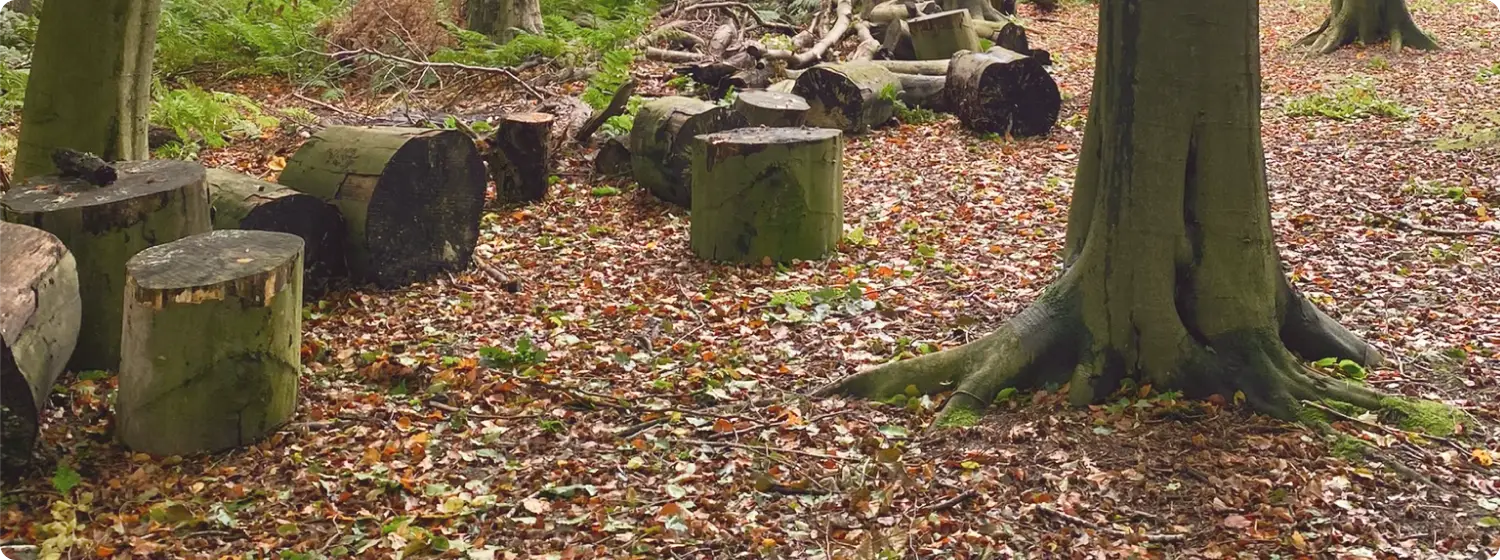 A cluster of trees with roots surrounded by logs scattered on the forest floor.