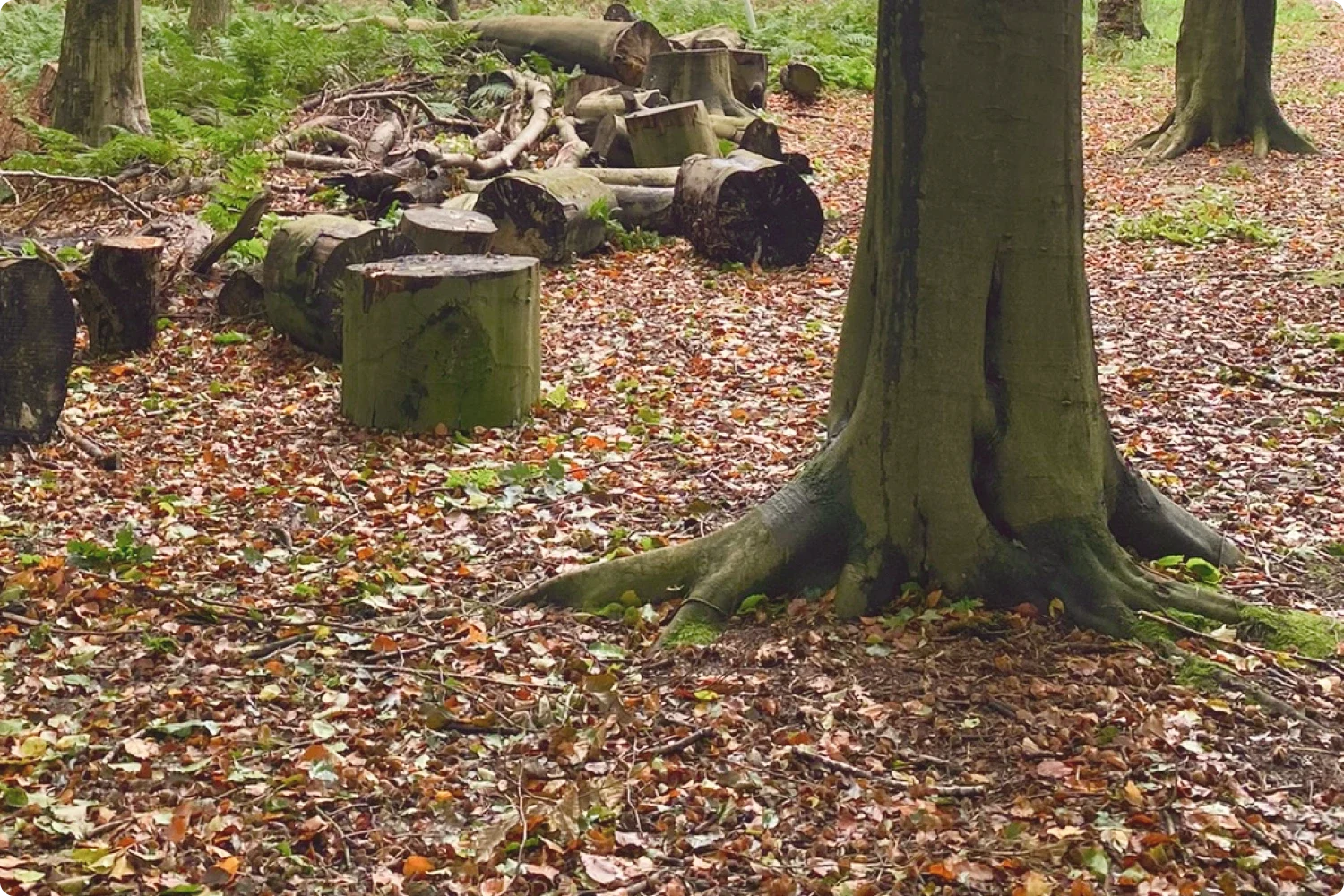 A cluster of trees with roots surrounded by logs scattered on the forest floor.