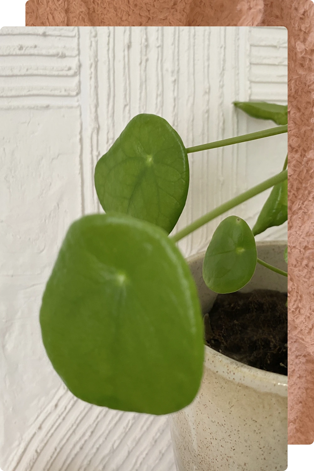 Close-up of a Pilea plant in a white pot against a textured white wall.