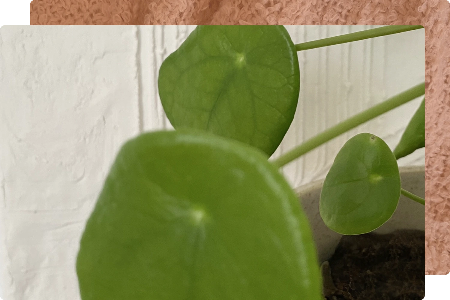 Close-up of a Pilea plant in a white pot against a textured white wall.