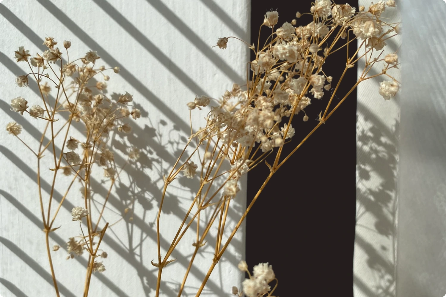 Delicate dried flowers next to a window with blinds, cast soft shadows on the wall.